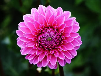 selektivní, zaměření fotografie, růžový, květ květu, jiřina, jiřiny, podzim, asteraceae, květinová zahrada, okrasné květiny, dahlia zahrada