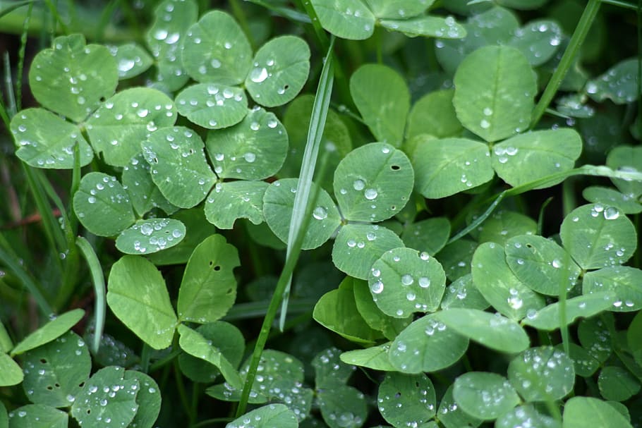 Clover, Dew, Macro, green color, leaf, drop, wet, freshness, close-up