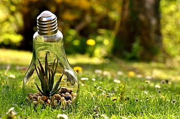 fotografování objektivu s naklápěcím posunem, žárovkové terárium, ochrana životního prostředí, Příroda, žárovka, energie, Ochrana přírody, životní prostředí, rostlina, generátor elektřiny, myšlenky