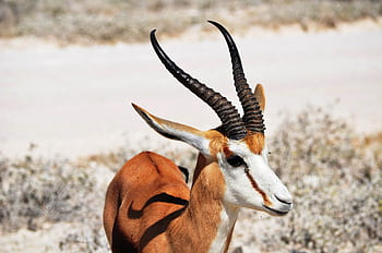 antelope, animal, horns, springbok, impala, safari