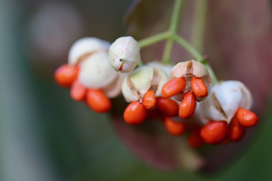 fortunei, vřeteno, pfaff copings, kněz mysu perl, strom rozlití, euonymus europaeus, květiny, ovoce, semena, oranžový