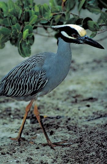 yellow crowned night heron, mangroves, walking, wildlife, bird, wetlands, beak, florida, usa, nature