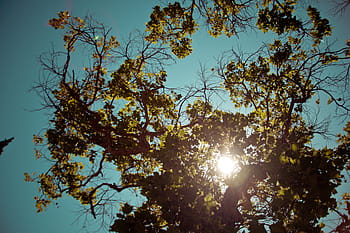 sunray, yeşil, yapraklı, ağaç, düşük, açı, atış, fotoğrafçılık, Yaprak, ağaçlar, mavi
