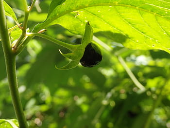 rulík, atropa belladonna, toxický, nachtschattengewächs, černé bobule