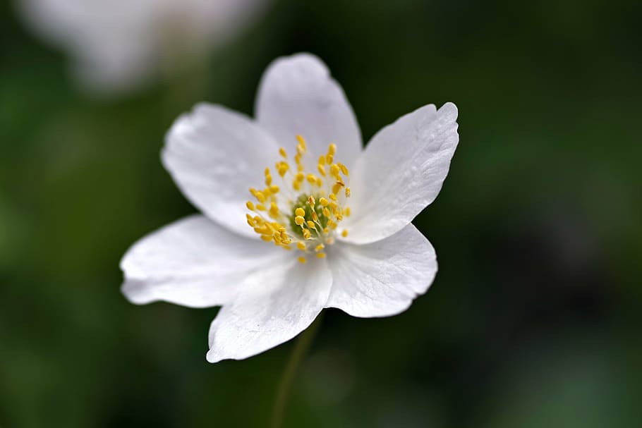 white flower, yellow stamens, biel, the petals, tiny, spring, flowers, garden, closeup, flourishing, gentle