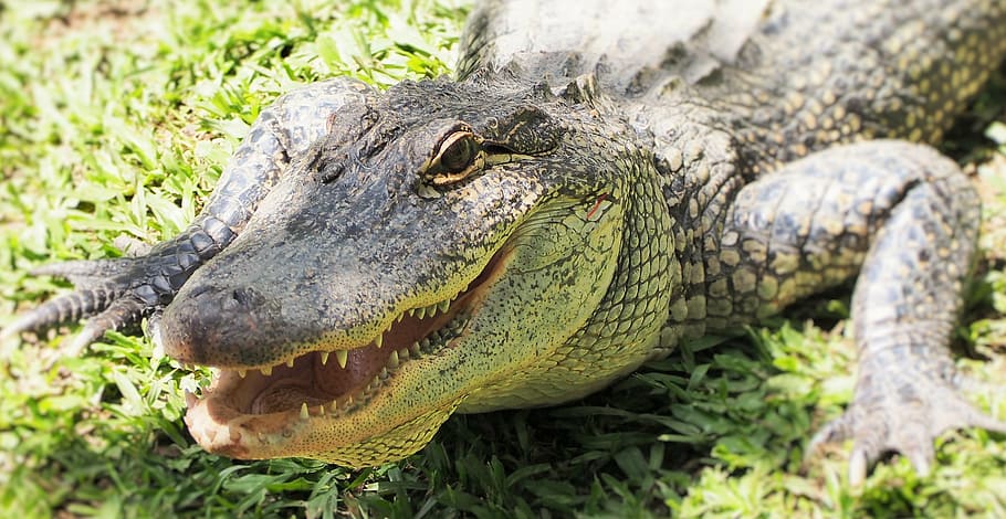 krokodýl, croc, Austrálie, zoo, oko, zuby
