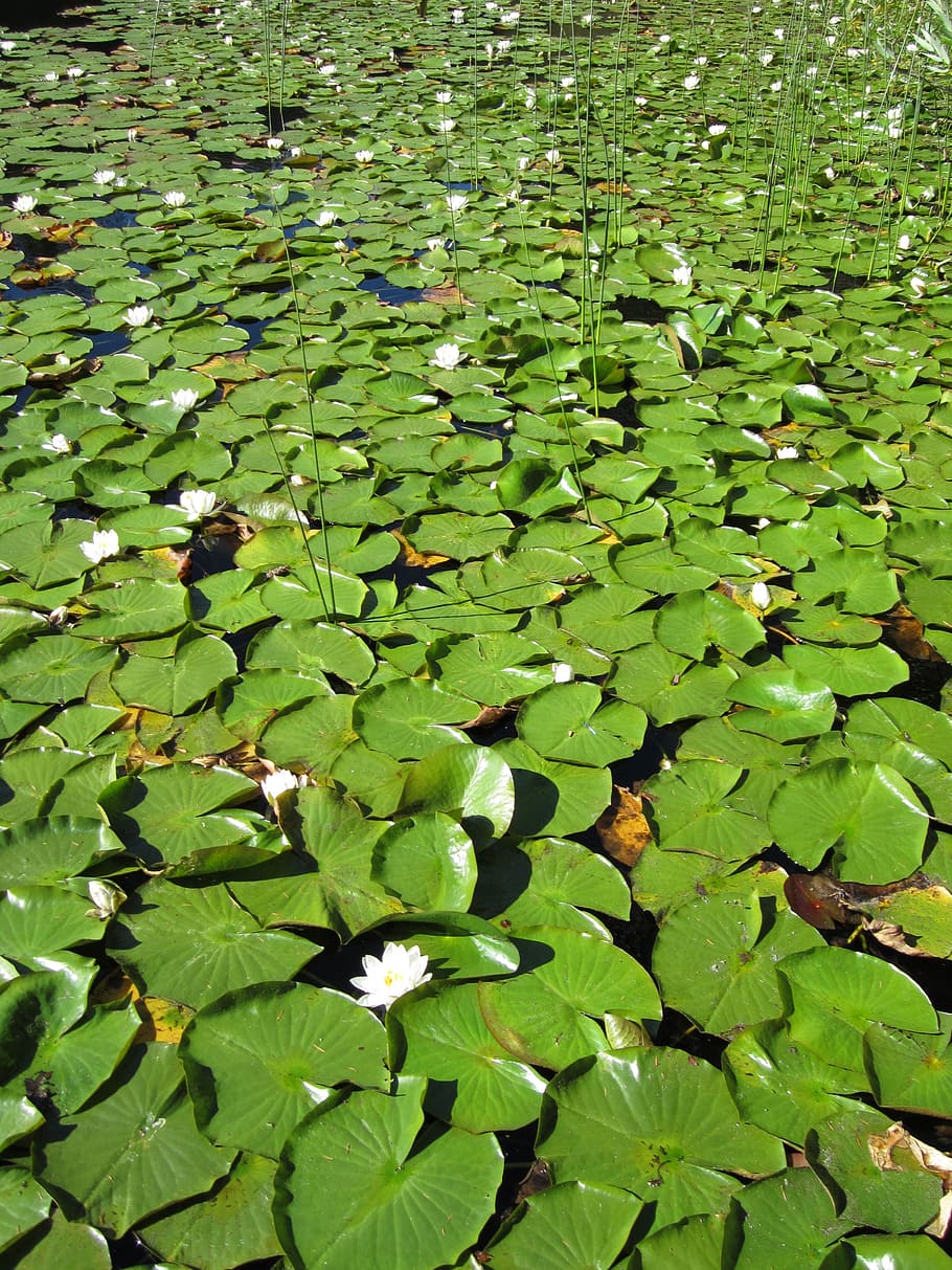stagno, giglio, loto, acqua, lilypad, natura, verde