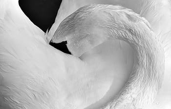 Senza titolo, cigno, piuma, piume, bianco e nero, uccello acquatico, natura, animale, schwimmvogel, orgoglio, uccello