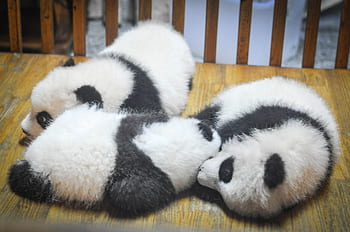 pandoja, panda-karhut, eläimet, vauvat, nukkumassa, väsynyt, lepää