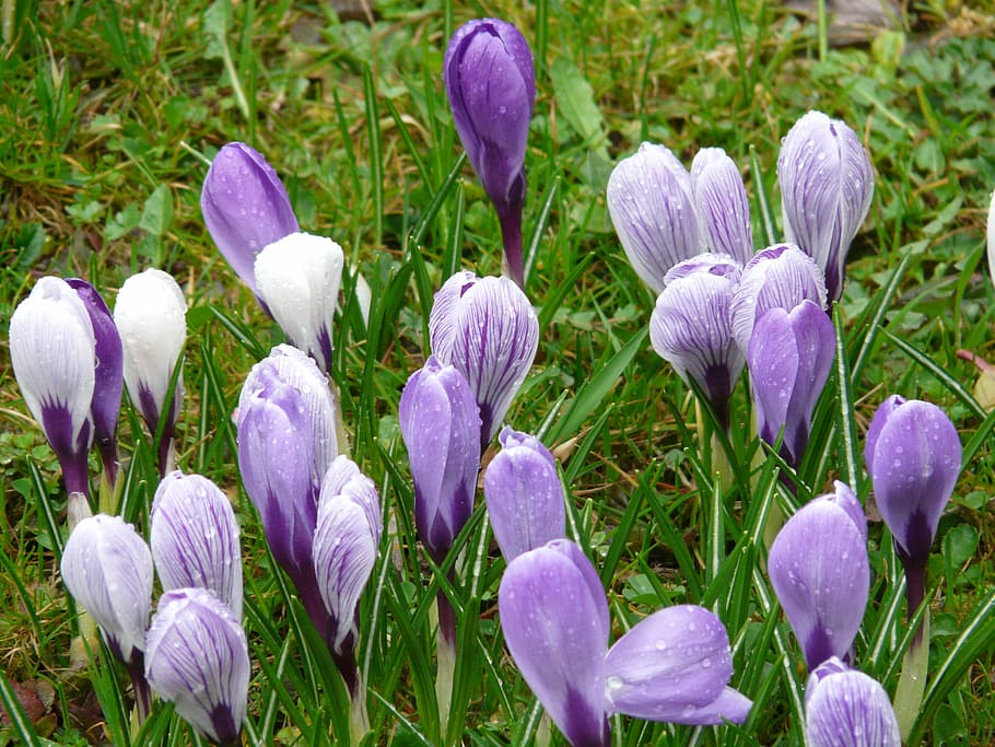 Crocus, Flower, schwertliliengewaechs, garden, rain, wet, purple, raindrop, water, growth, petal