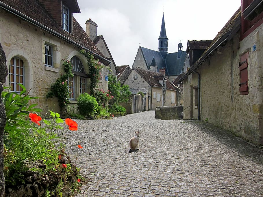 Montrésor, villaggio, Loire, Francia, vecchio, francese, ciottolo, strada, antico, esterno dell'edificio, un animale