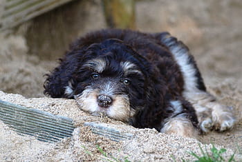 štěně, aussiedoodle, mladý pes, Pes, malý, roztomilý, mladý, domácí zvíře, hybridní, malý pes, zvíře