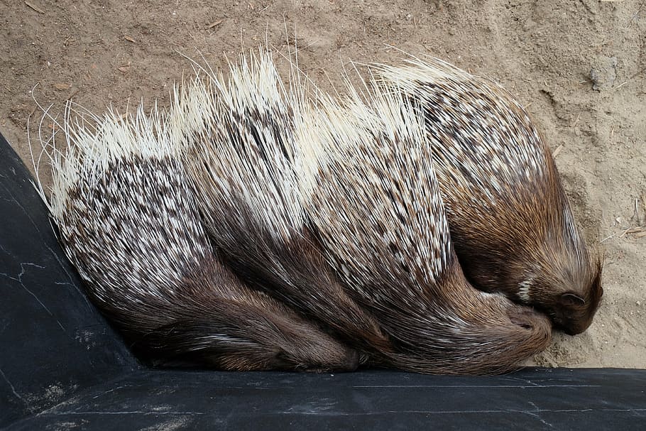 zvířat, dikobraz, volně žijících živočichů, špičkové zvíře, brk, Příroda, divoké zvíře, porcupine brky, Porcupine v přírodě, Porcupine detail-up, Porcupine odpočívá