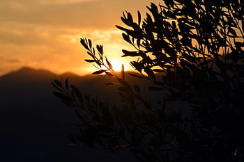 sunset, olivo, agriculture, oliva, olives, nature, summer, campaign, romantica, landscape, field