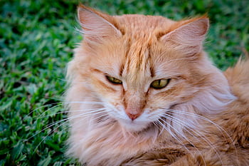 cat, animal, kitten, cute, eyes, whiskers, green, grass