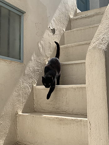 Černá kočka, kočka, Řecko, griechenland, naxos, geek kočky, schody, bílý, tajemný, mieze, schwarze katze