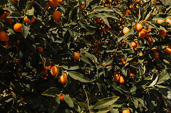 botanické, zahrada, Skutečný Jardin, jaro, Příroda, botanický, Evropa, evropský, výlet, cestovat, nemovitý