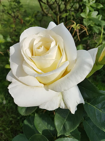 hvid rose, blomster, Rose, blomst, rosenblomst, kronblad, blomsterhoved, natur, skrøbelighed