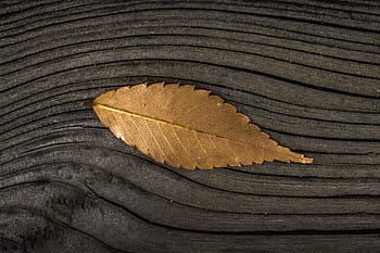fall leaf, wood background, fall, leaf, wood, background, nature, autumn, brown, backgrounds, textured