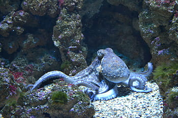 Marrone, polpo, mare, pesce, acqua, acquario, pesci d'acquario, blu, oceano, subacqueo, scogliera