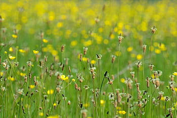 Landscape, Ukraine, Grass, Grassland, flower, green, yellow, day, cloudy, blue sky, steppe