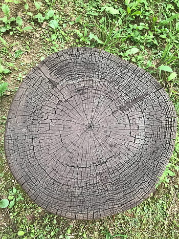 cut trees, annual zone, circle, nature, texture, wood, all these years, age, surface, cutting, wood cut