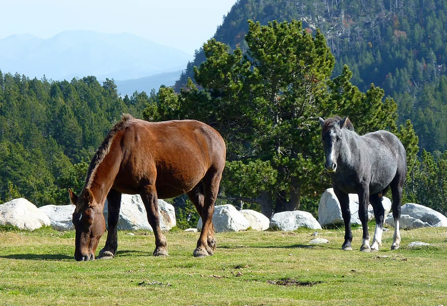 two, brown, gray, horses, pyrénées, pastures, horse, brown horse, grass, mare, foal