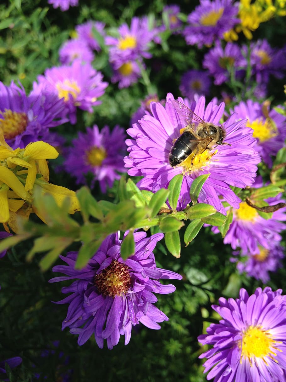 aster, herbstaster, bee, wild bee, sprinkle, honey, garden, perennials, pink, blossom, bloom