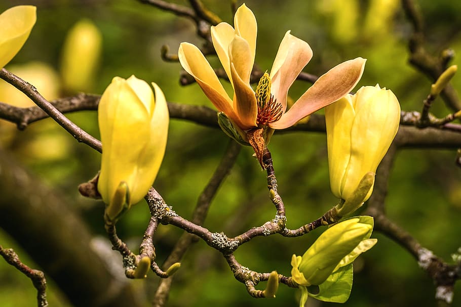 magnolia, yellow, blossom, magnolia acuminata butterflies, magnoliengewaechs, bloom, public record, close up, branch, nature, spring