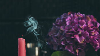 rot, verjüngen, Kerze, lila, Hortensien, Blumen, Rosa, violett, Blume, verwischen, Anzeige