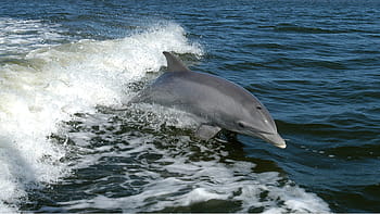 šedá, delfín, skákání, voda, oceán, vln, skok, tursiops truncatus, mořský a fluviální savec, kytovci, roztomilý