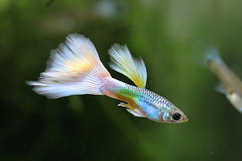 serbatoio d'acqua, acquario, pesce tropicale, pesce, guppy