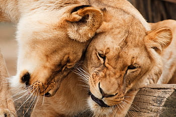 two brown lionesses, africa, animal, big, carnivore, cat, couple, cuddle, cuddling, feline, friends
