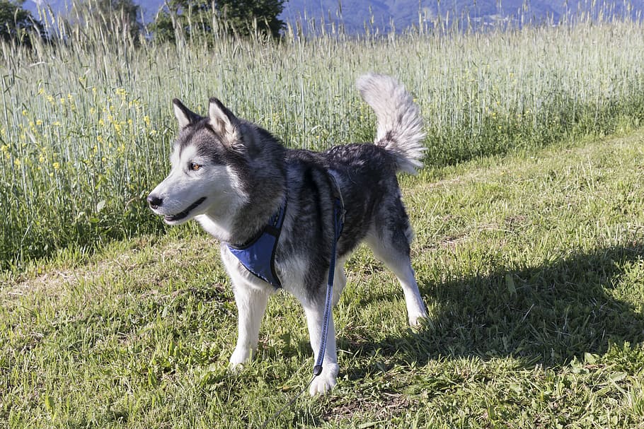 Husky, Young, Snow Dog, dog, young dog, siberian husky, sled dog, sibirian husky, blue eyes, animal portrait, fur