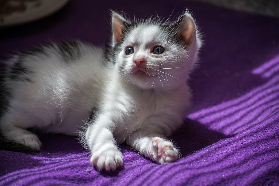 white, gray, cat, lying, purple, textile, baby cat, cat baby, kitten, young cat, adidas