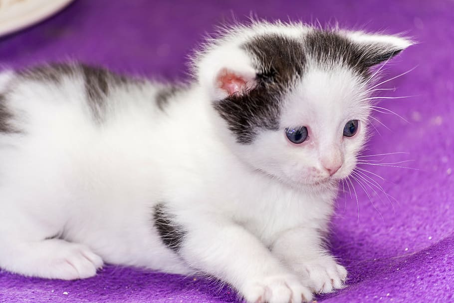 short-fur silver kitten, baby cat, cat baby, kitten, young cat, cat, adidas, snuggle, cute, animal, cat family