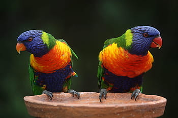 two rainbow lorikeets, rainbow lorikeet, parrots, australia, rainbow, colorful, wildlife, nature, green, red, beak