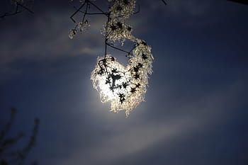 white, flower, front, moon, nighttime, clematis vitalba, back light, sun, shine through, pods, branch