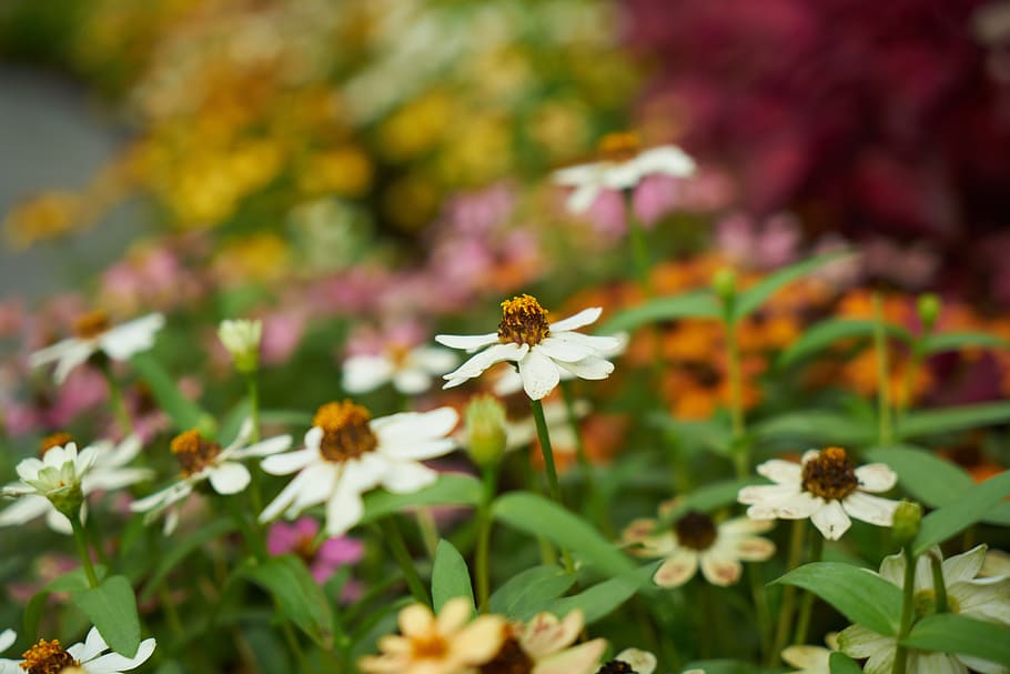 Flower, Plant, summer, barbed, vegetation, beautiful, nature, garden, macro, green, flowers