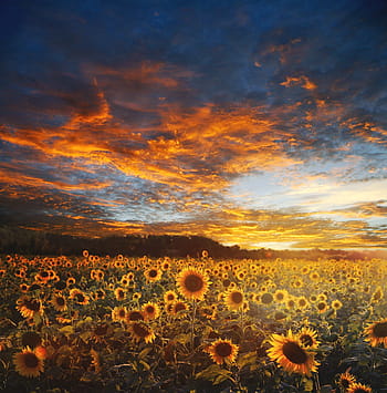 sunflower field, golden, house, landscape, scene, scenery, nature, sky, sun, light, outdoor