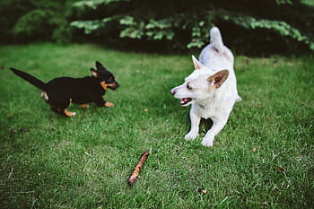再生、 スティック、 犬、 ペット、 動物、 楽しい、 幸せ、 遊び、 白い犬、 かわいい、 草