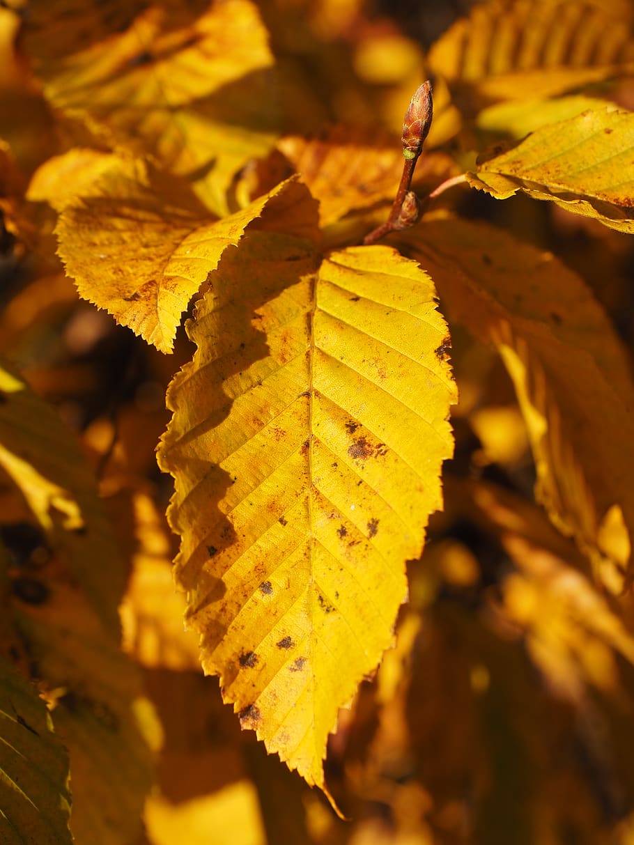 listy, podzim, barva pádu, žlutá, zbarvení, habr, carpinus betulus, bílý buk, roh strom, bříza rodina, betulaceae