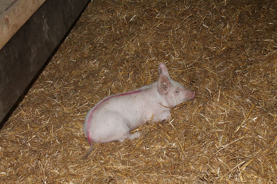pig, agriculture, straw, barn