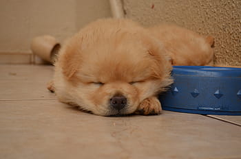 smetana chow chow štěně, spací, vedle, modrý, miska, Čau čau, štěně, psů, domácí zvíře, zvíře, psí