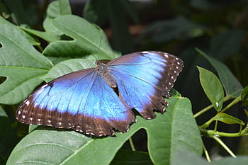 closeup, fotografi, morfo kupu-kupu, hijau, daun, morfo peleides, kupu-kupu, biru, kutu, serangga, kosta rika