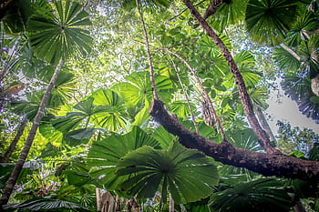 daintree, foresta pluviale, Australia, Queensland, spiaggia, giungla, foresta, lussureggiante, verde, ambiente, natura