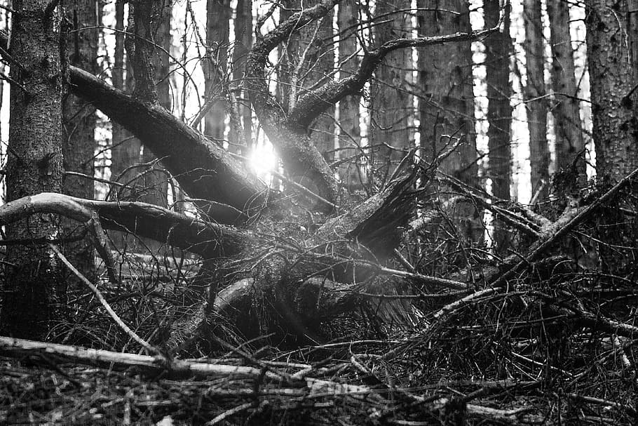 fotografie ve stupních šedi, protokoly, ve stupních šedi, fotografie, les, vykořenit, světlo, sonner, nálada, Černá bílá, kořen stromu