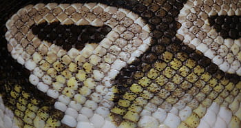 Brun, hvid, slangehud, slange, bold python, python regius, skønhed, mojave, hoved, eksotisk, tæt