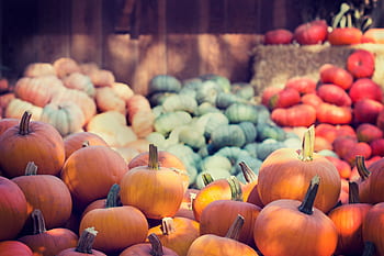 halloween, pumpkins, orange, green, red, colorful, squash, vegetable, harvest