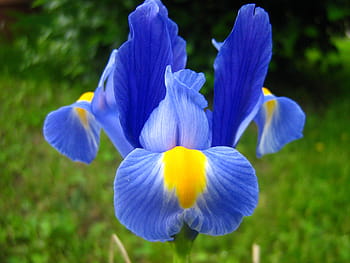 blue, yellow, flower, iris, purple iris, spring flower, fleur-de-lis, spring, petal, nature, plant